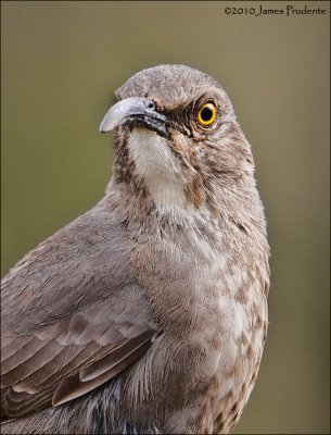 Curve-Billed Thrasher