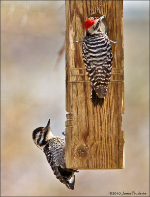 Ladder-Backed Woodpeckers