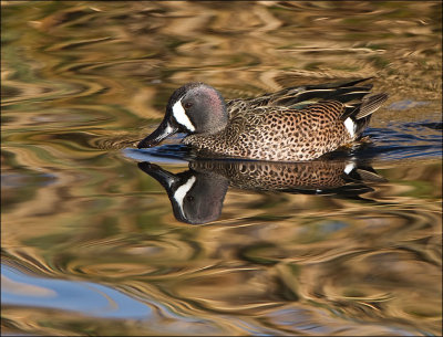 Blue-Winged Teal