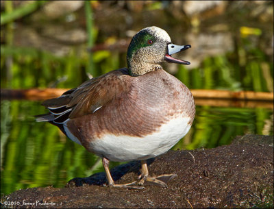 American Wigeon