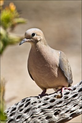 Mourning Dove