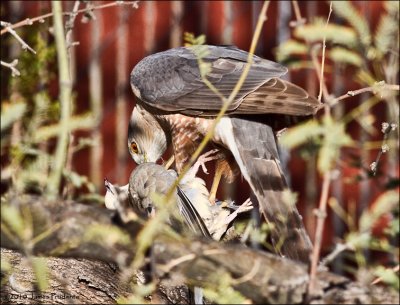 Sharp-Shinned Hawk with Mourning Dove