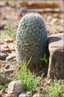 Fishhook Mammillaria Cactus