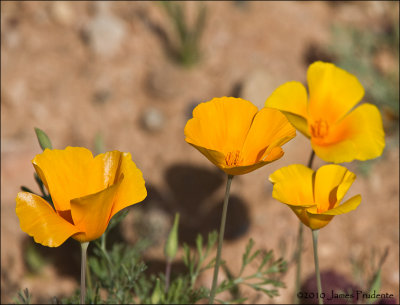 Mexican Poppy