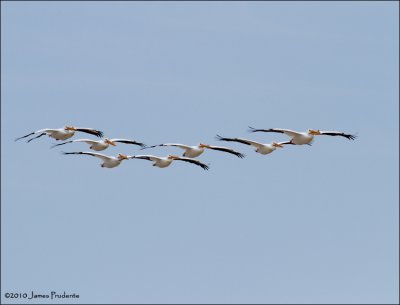 American Pelicans