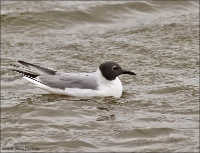 Bonaparte's Gull