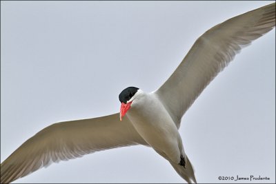 Caspian Tern