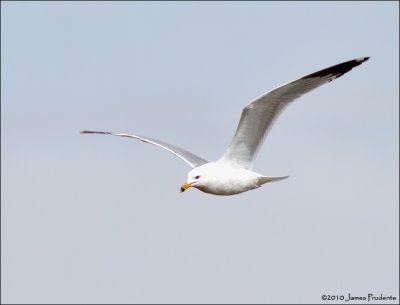 Ring-Billed Gull