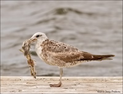 California Gull