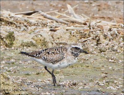 Black-Bellied Plover