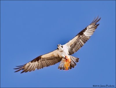 Osprey