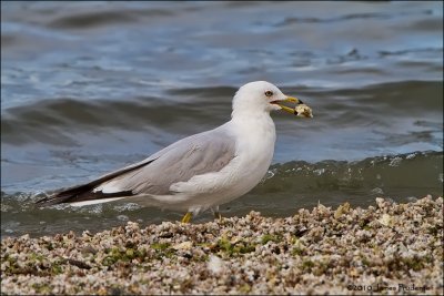 Ring-Billed Gull