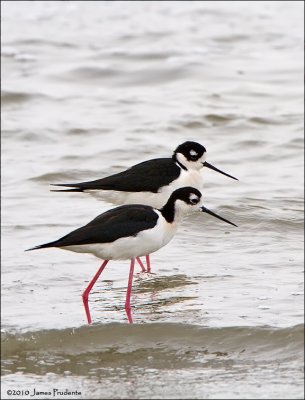 Black-Necked Stilts