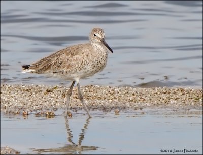 Willet