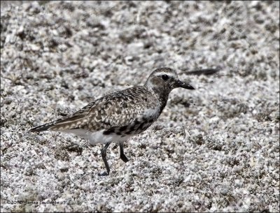 Black-Bellied Plover