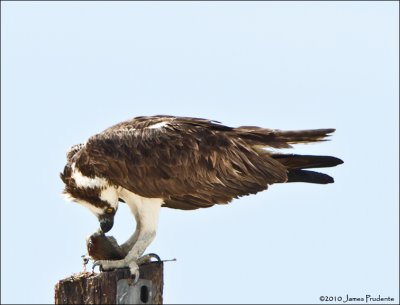 Osprey