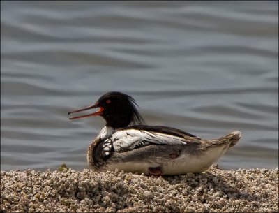 Red-Breasted Merganser