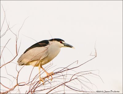 Black-Crowned Nightheron