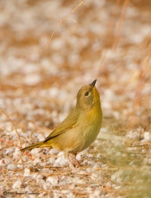 Common Yellowthroat