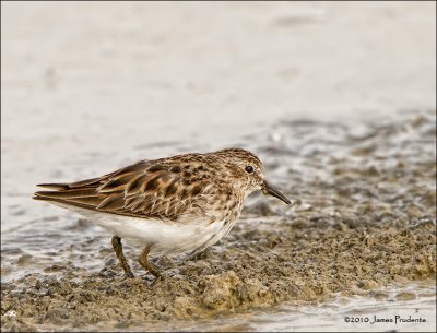 Least Sandpiper