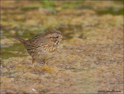 Lincoln's Sparrow