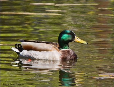 Mallard