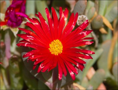 Red Succulent 