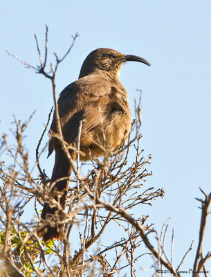 California Thrasher