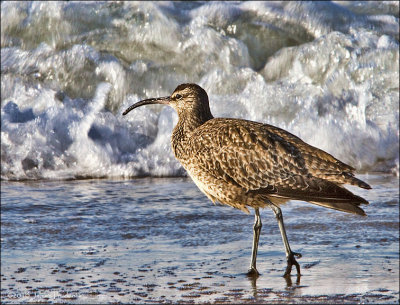 Whimbrel