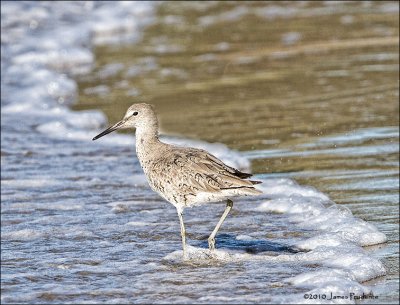 Willet