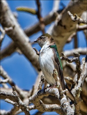 Violet-Green Swallow