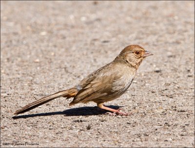 California Towhee
