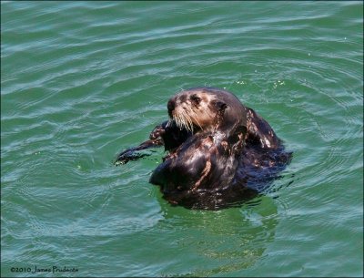 Sea Otter