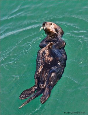 Sea Otter