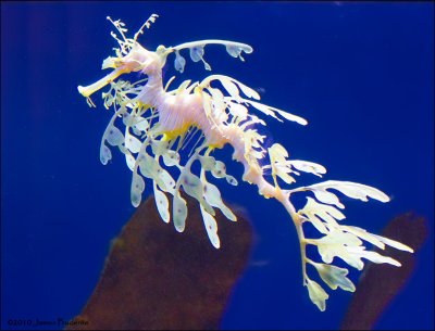 Leafy Sea Horse