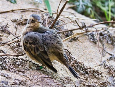 American Pipit