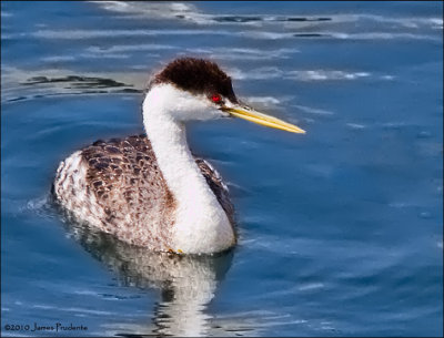 Clark's Grebe