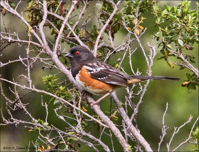 Spotted Towhee