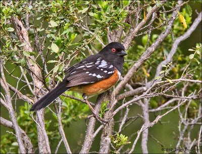 Spotted Towhee