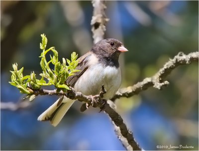 Dark-Eyed Junco