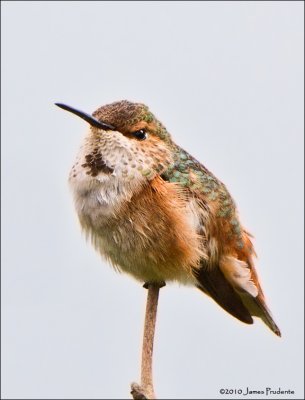 Allens/Rufous Hummingbird