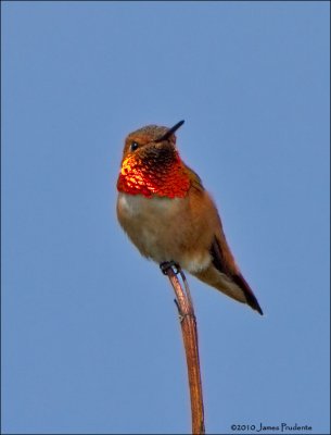 Allen's/Rufous Hummingbird