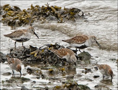 Dunlins and Western Sandpipers