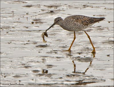 Greater Yellowlegs
