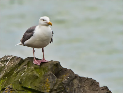 Western Gull