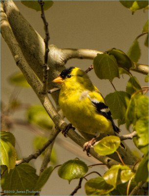 Amercan Goldfinch