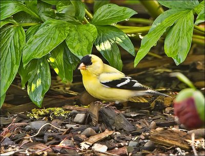Amercan Goldfinch