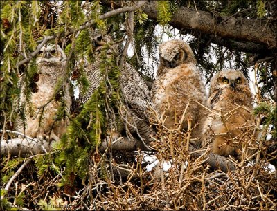 Great Horned Owl with young