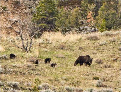 Grizzly Sow & Cubs