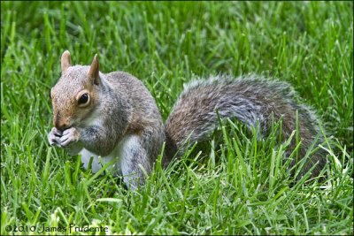 Gray Squirrel